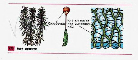 Мох сфагнум строение рисунок