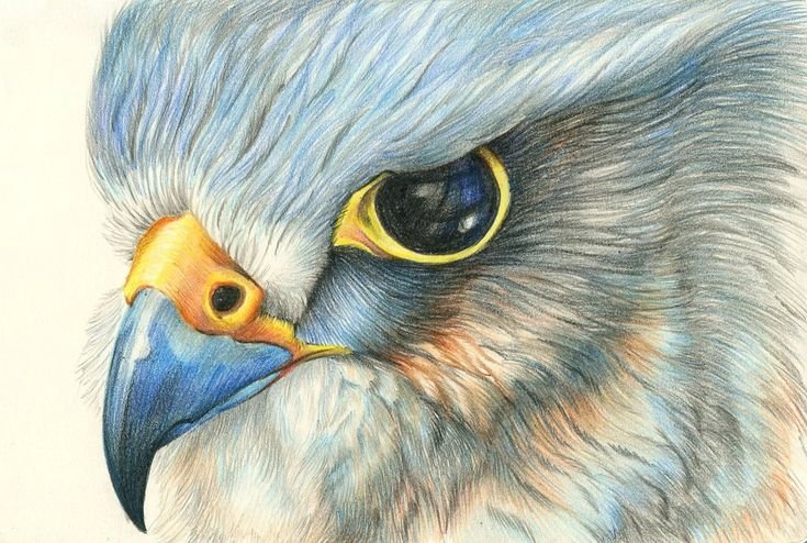 Рисунки птиц цветными карандашами