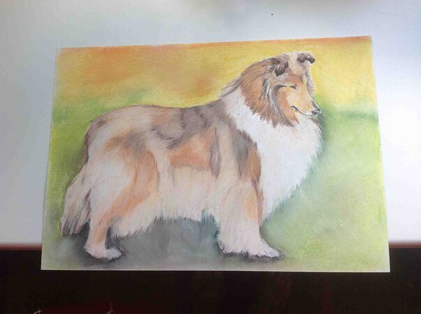 Колли легко