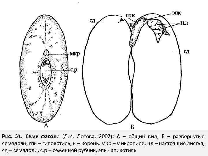 Строение семени фасоли обыкновенной
