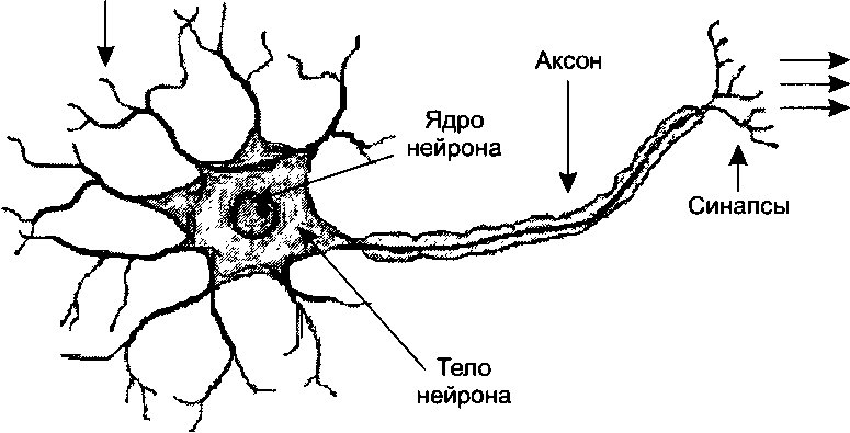 Части нейрона