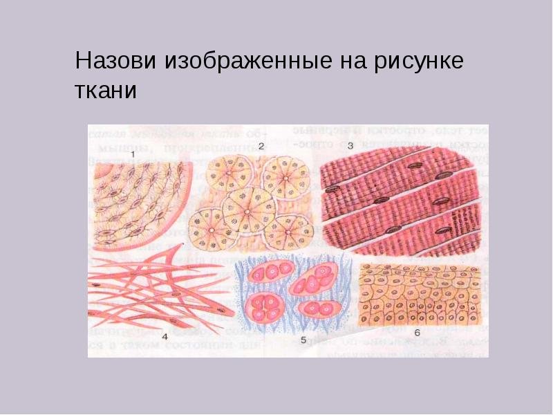Ткани человека