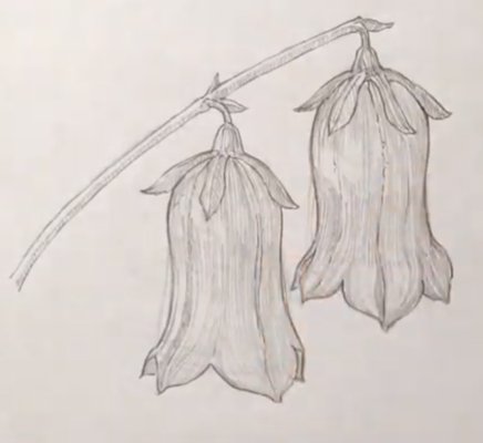 Колокольчик рисунок карандашом