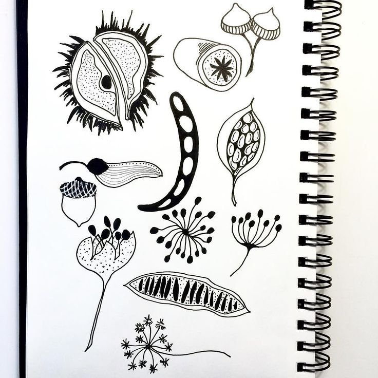 Illustrator Seed