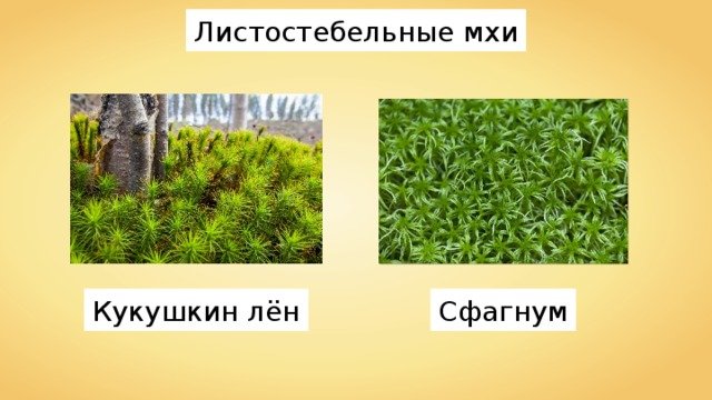 Кукушкин лен и сфагнум