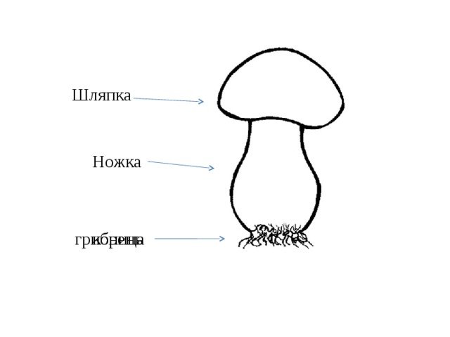 Шляпка ножка грибница рисунок