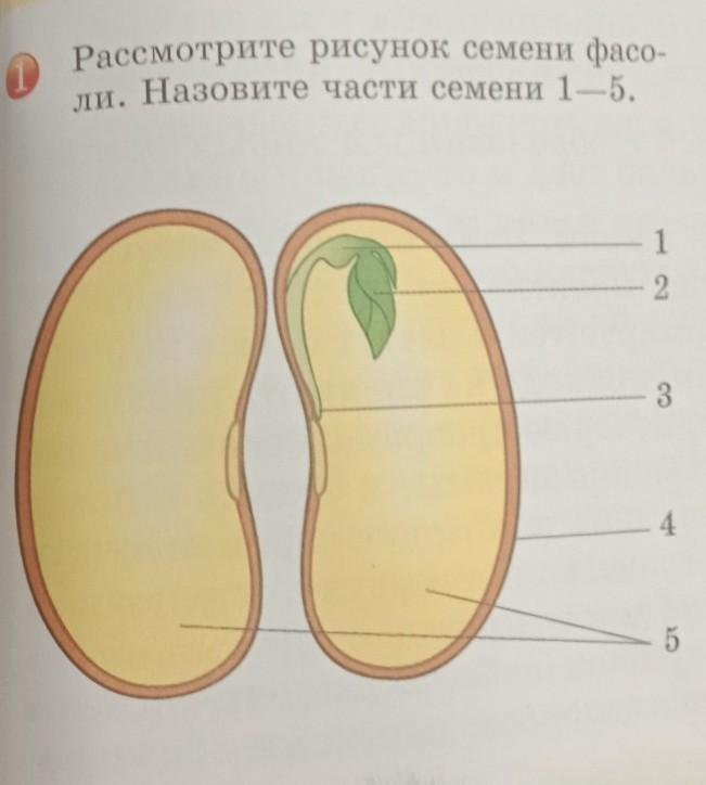 Название частей семени фасоли