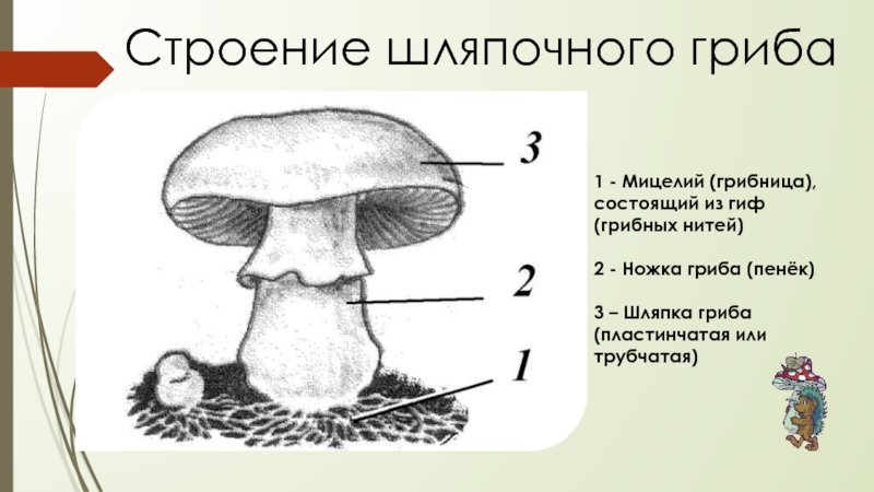 Строение шляпочного гриба