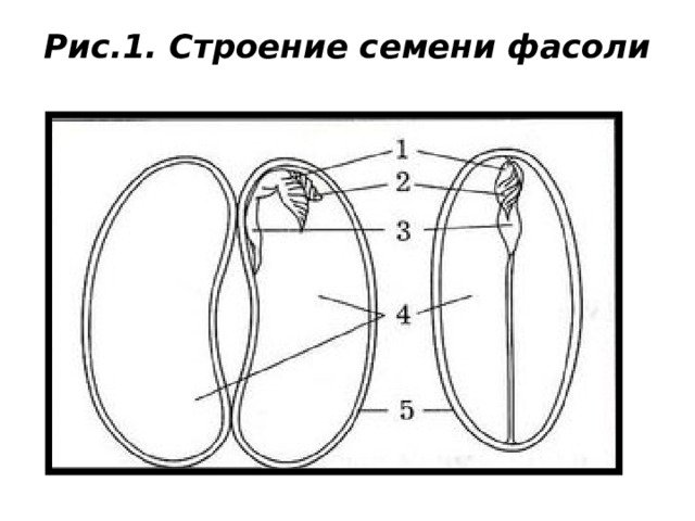 Рис 1 строение семян двудольных растений