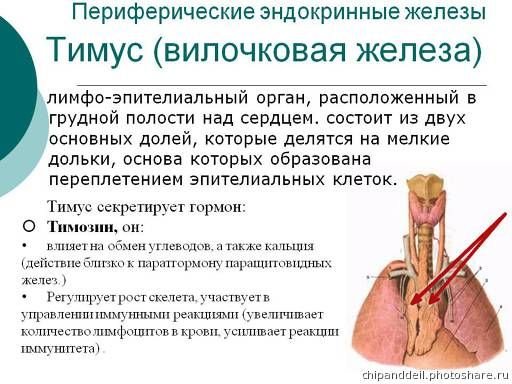 Вилочковая железа анатомия фу