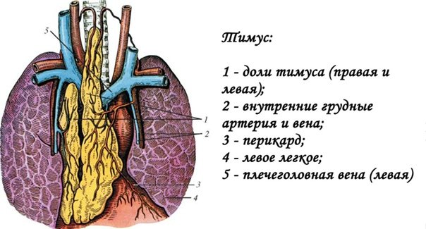 Тимус препарат анатомия