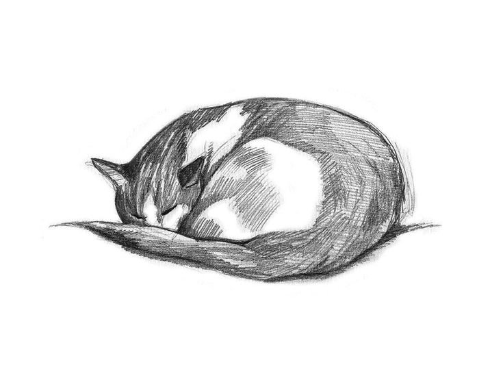 Спящий кот
