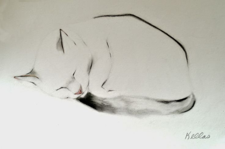 Kellas Campbell кошки