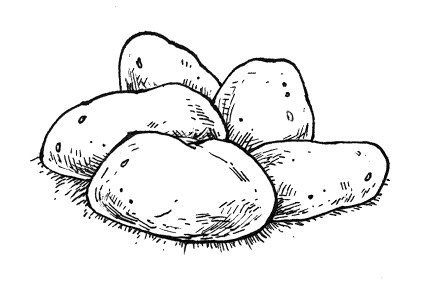 Картофель карандашом
