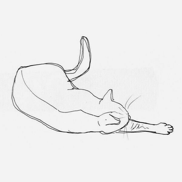 Кот позы