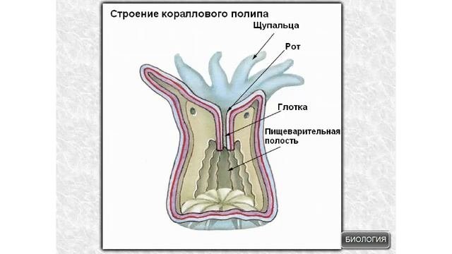 Внешнее строение коралловых полипов