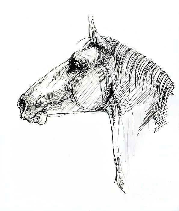 Лошадь рисунок