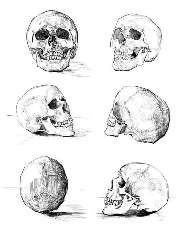 Череп рисунок карандашом