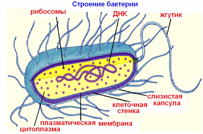 Строение бактериальной клетки прокариот