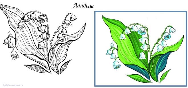 Ландыш Майский растение рисунок