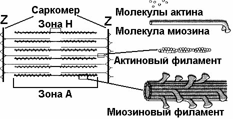 Схема строения саркомера гистология