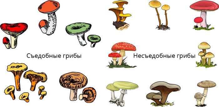 Рисунок мьедобных и не сьедобных грибов