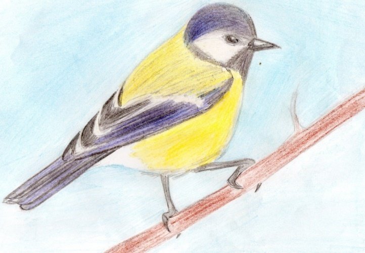 Рисование птицы синицы