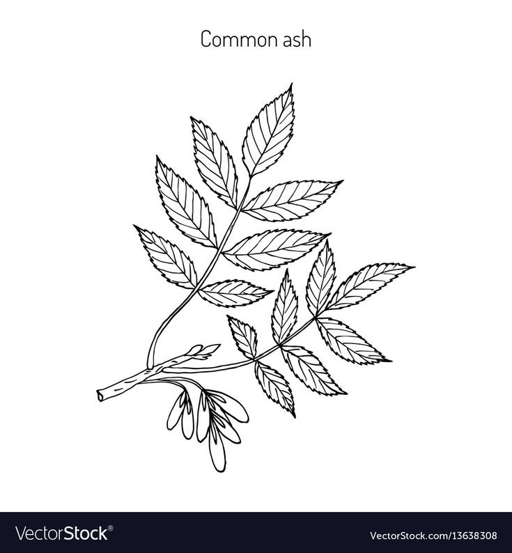 Лист ясеня рисунок