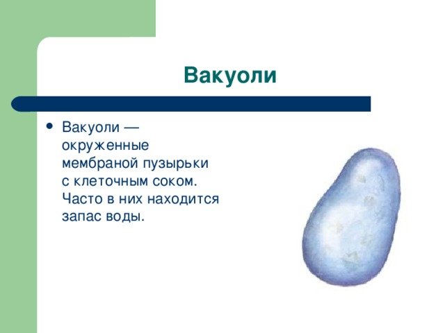 Вакуоль клетки 5 класс биология