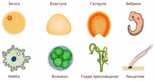 Зигота рисунок