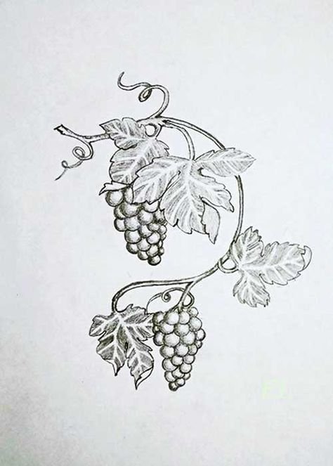Виноградная лоза прорись