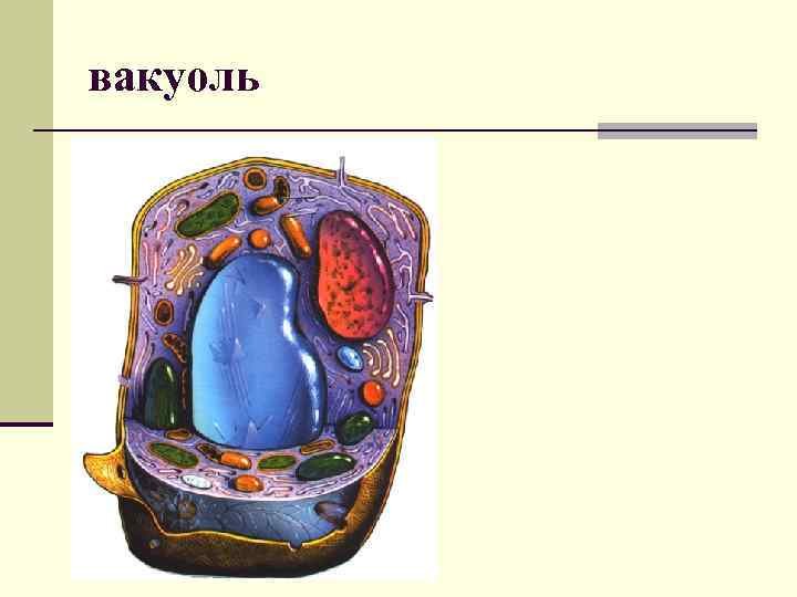 Центральная вакуоль растительной клетки