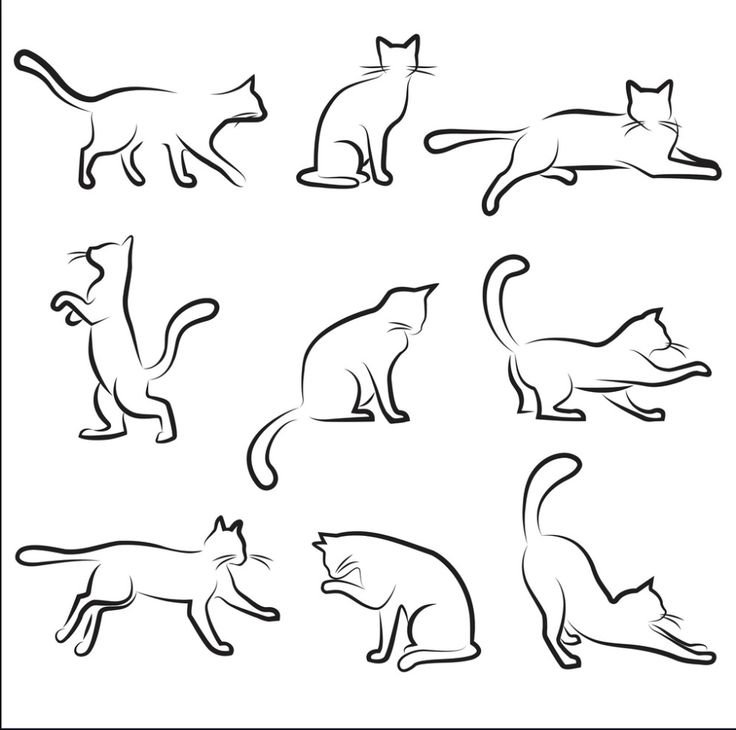 Кошки в разных позах