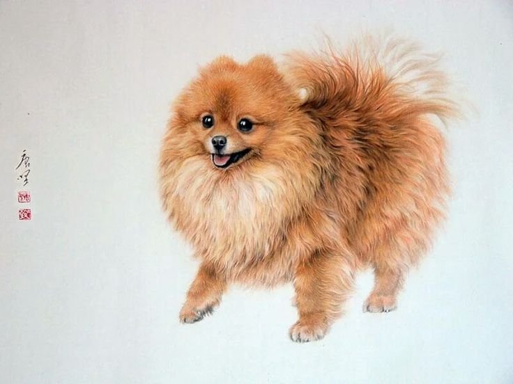 Шпиц померанский Art