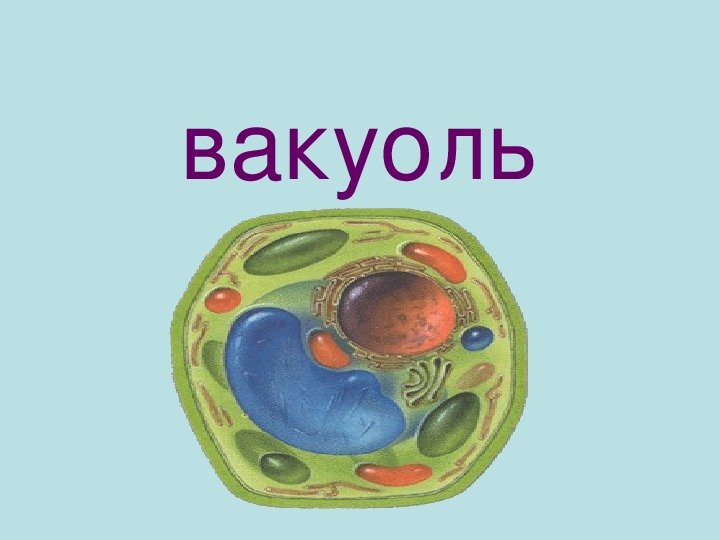 Что такое вакуоль в биологии 5 класс