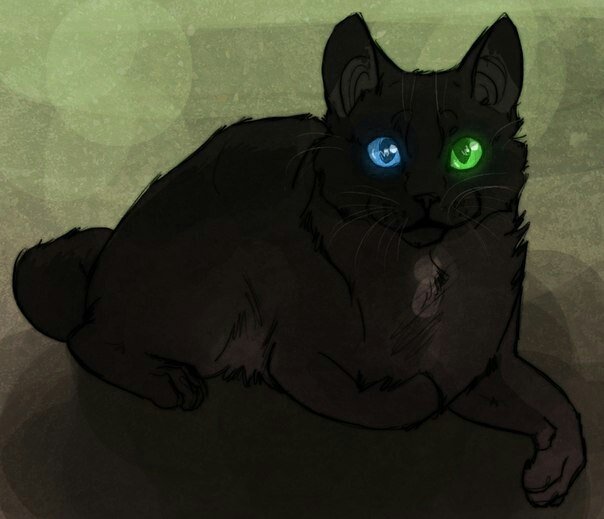 Коты Воители черных звезд