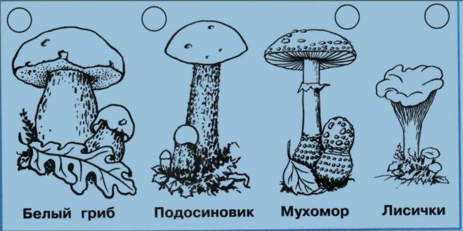 Грибы раскраски для детей с названиями съедобные и несъедобные