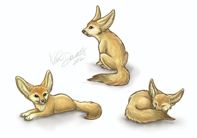 Фенек рисунок