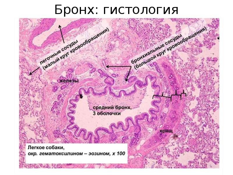 Бронх среднего калибра гистология препарат