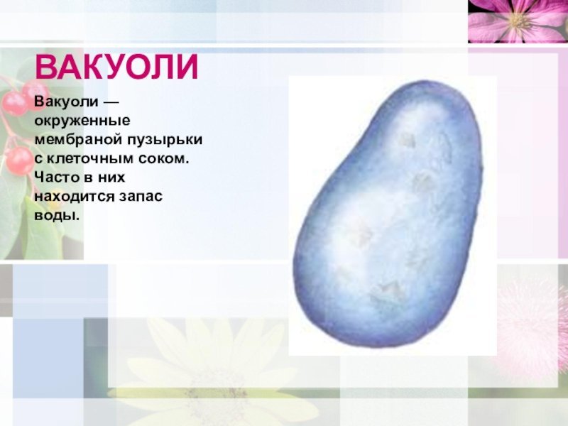 Вакуоль схема строения