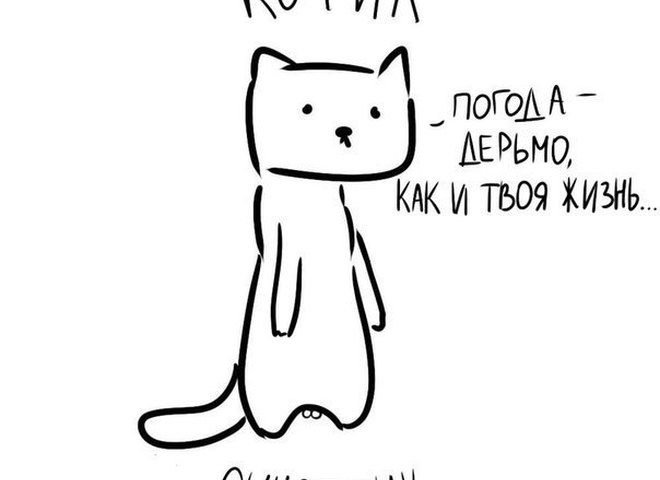 Милый белый котик