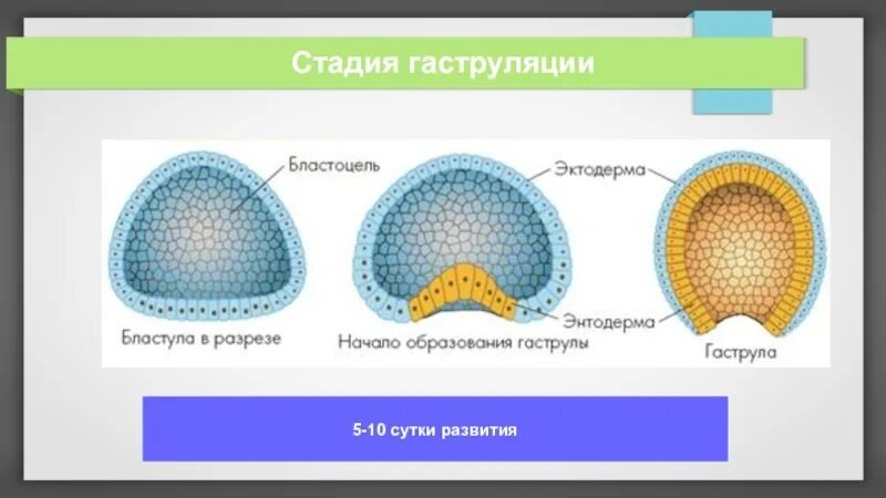 1 Этап гаструляции