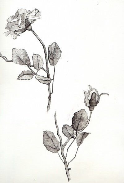Зарисовки растений карандашом
