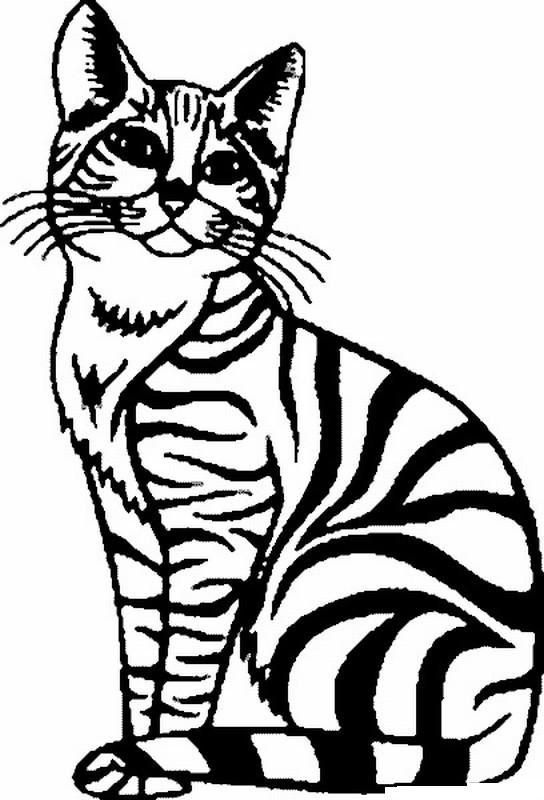 Кот контур