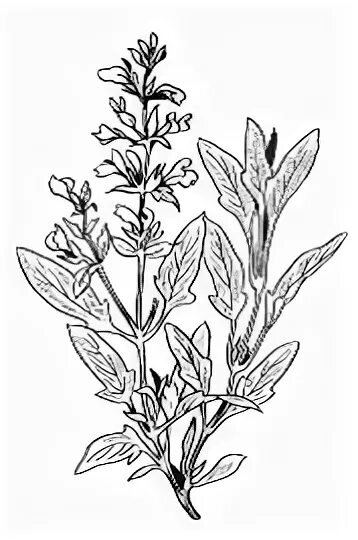 Salvia officinalis рисунок