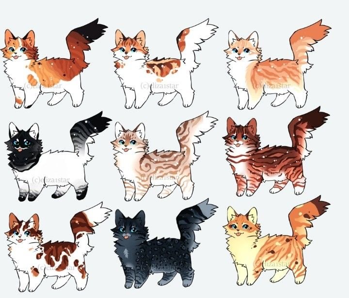 Палитры коты Воители адопты