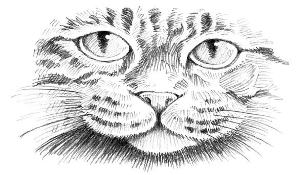 Кошка карандашом