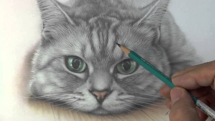 Шерсть кота карандашом