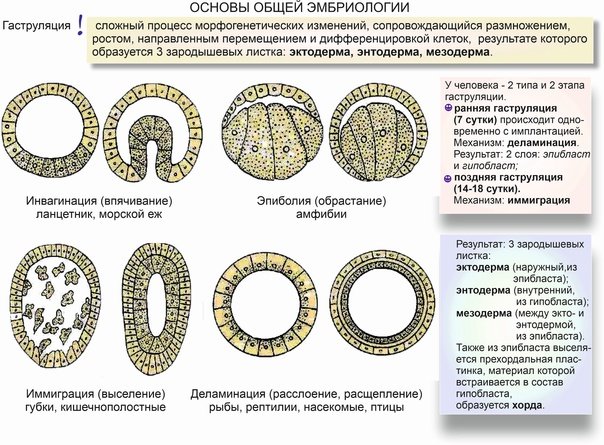 Дробление гаструляция