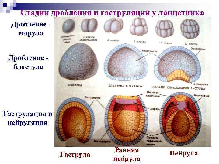 Гаструляция